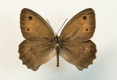 Hyponephele lycaon ♂