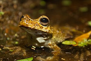 Hypsiboas rosenbergi in water.jpg