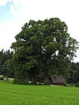 Winter linden (Tilia cordata)