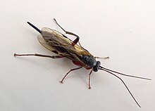 Ichneumonidae. Pimpla turionellae - פליקר - gailhampshire.jpg