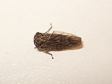 Idiocerus lituratus 01.JPG