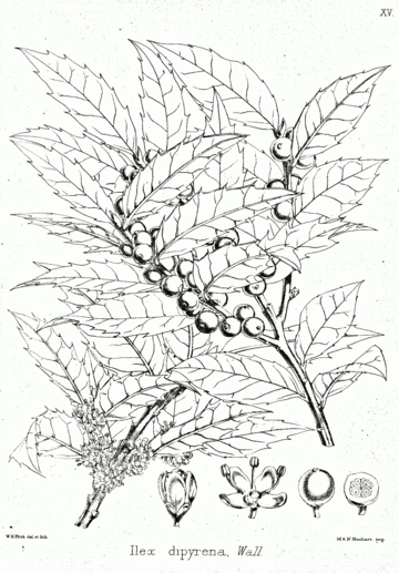 Ilex dipyrena