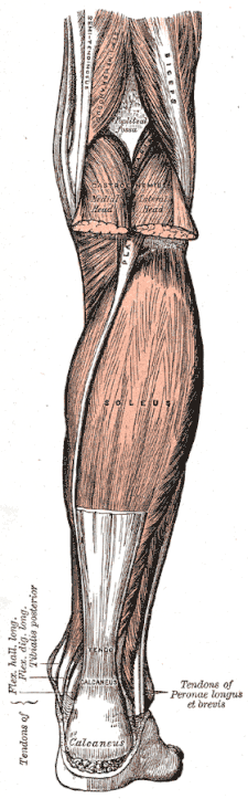 M. plantaris (jeho šlacha běží přes m. soleus)