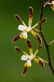 Encyclia alata flowers