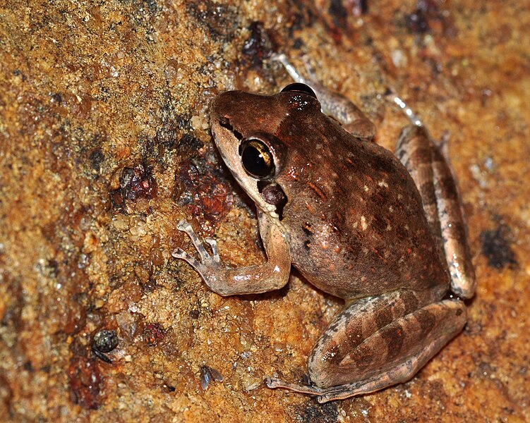 File:Indirana beddomii dorsal view.jpg