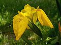 Flor del lliriu o lliriu mariellu (Iris pseudacorus).