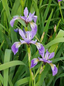 Iris versicolor 1.jpg