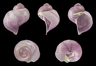 <i>Janthina globosa</i> Species of gastropod