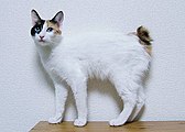 一隻藍眼嘅日本短尾貓