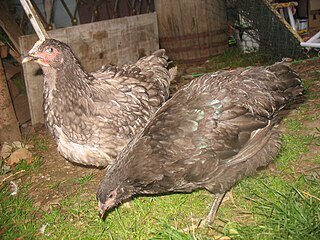 Jersey Giant Breed of chicken