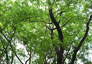 <i>Derris robusta</i> Species of legume