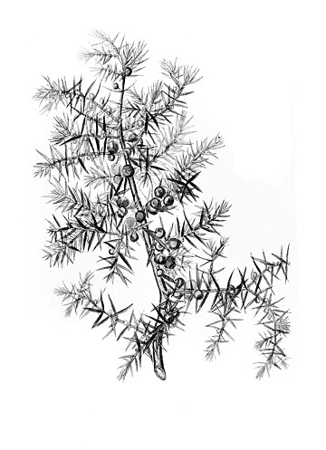 File:Juniperus Communis. Juniper. Wellcome M0005902.jpg