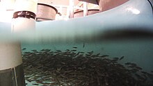 Juvenile brook trout grown in a rearing tank by the fish and wildlife services Juvenile Brook Trout.jpg