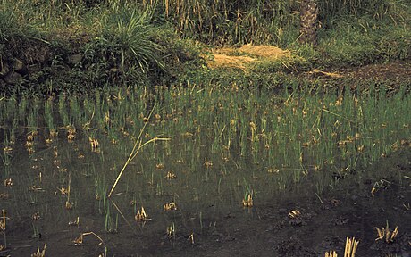 喀麦隆水稻田
