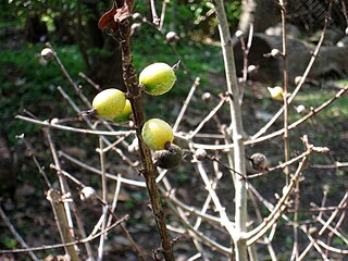 <i>Rosenbergiodendron formosum</i> Species of plant