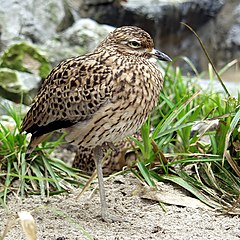 Kaptriel - Spotted dikkop - Burhinus capensis.jpg