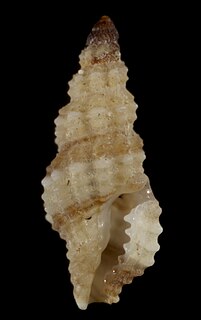 <i>Kermia melanoxytum</i> Species of gastropod