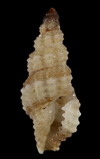 <i>Kermia</i> genus of molluscs