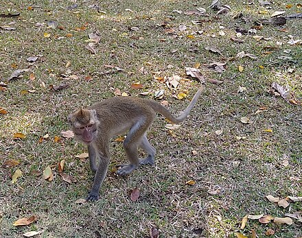 A monkey on Khao Hin Lek Fai