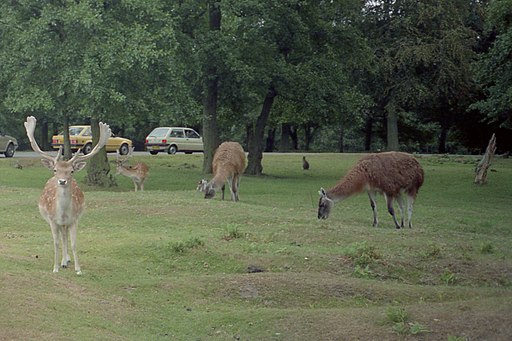 Knowsley Safari Park, Prescot - panoramio