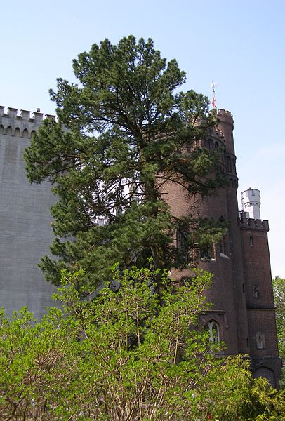 File:Kornik Arboretum sosna limba.jpg