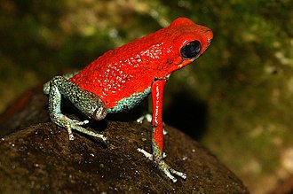 The bright colours of this granular poison frog signal a warning to predators of its toxicity. Korreldragende-gifkikker-3.jpg