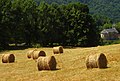 La Chiesa della Vendemmia.jpg