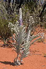 Lachnostachys verbascifolia.jpg