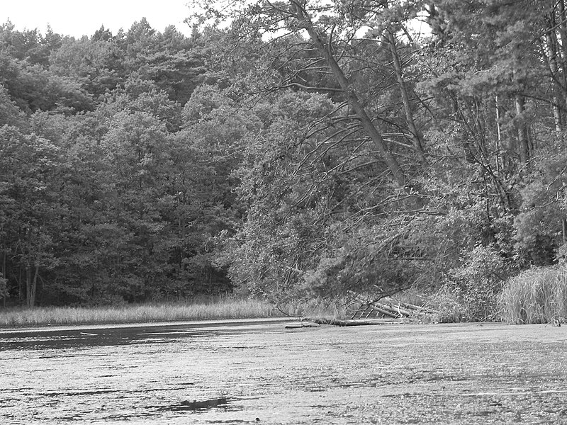 File:Lake Trzszczyńskie - panoramio (1).jpg