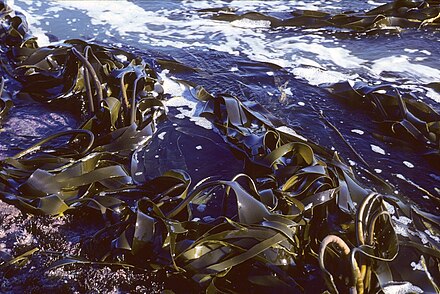 Ламинария фото. Водоросли морская капуста. Морская капуста ламинария. Охотское море морская капуста. Морская капуста ламинария в море.