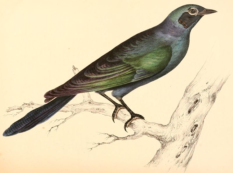 File:Lamprotornis australis 1838.jpg