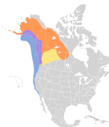 Larus brachyrhynchus map.svg