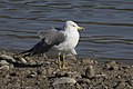 * Nomination 3rd winter Yellow-legged Gull (Larus michahellis) . Eskibaraj Dam Lake, Adana - Turkey. --Zcebeci 09:26, 21 December 2016 (UTC) * Promotion Good quality. -- Johann Jaritz 12:47, 21 December 2016 (UTC)