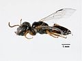 Lasioglossum ctenander m2.jpg