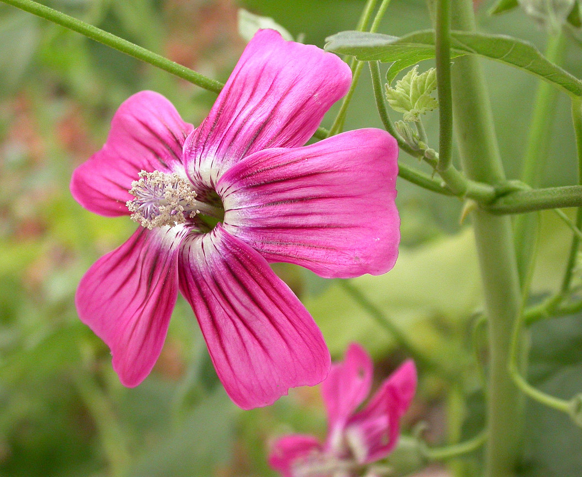 Lavatera assurgentiflora - Wikipedia, la enciclopedia libre