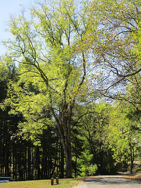 File:Leaf report from Claytor Lake State Park (36743502584).jpg