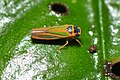 Leafhopper Cicadellini sp. (14879475895).jpg