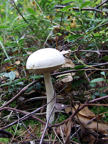 Leccinum holopus