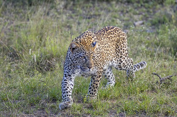 Panthera pardus pardus (African Leopard) Kruger National Park, South Africa