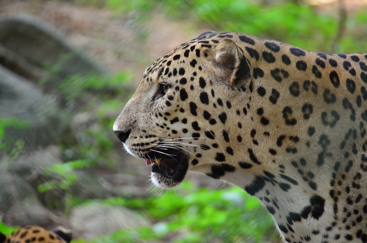 File:Leopard .jpg - Wikipedia