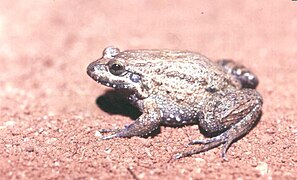 Leptodactylus podicipinus01.jpg