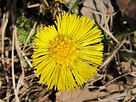 Tussilago farfara (Coltsfoot)