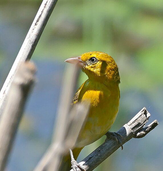 File:Lesser Masked Weaver (Ploceus intermedius) female (33457568611).jpg