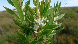 <i>Leucopogon esquamatus</i> Species of flowering plant