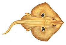Leucoraja naevus Gervais (1877).jpg