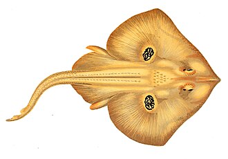 Cuckoo ray, Leucoraja naevus Leucoraja naevus Gervais (1877).jpg