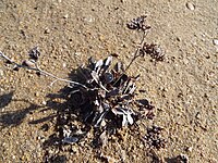 Limonium dufourii