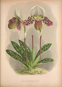 plate 129 Cypripedium moensianum Paphiopedilum argus