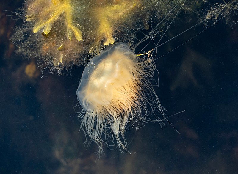 File:Lion's mane jellyfish in Sämstad harbor 4.jpg