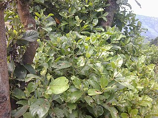 <i>Litsea monopetala</i> Species of tree